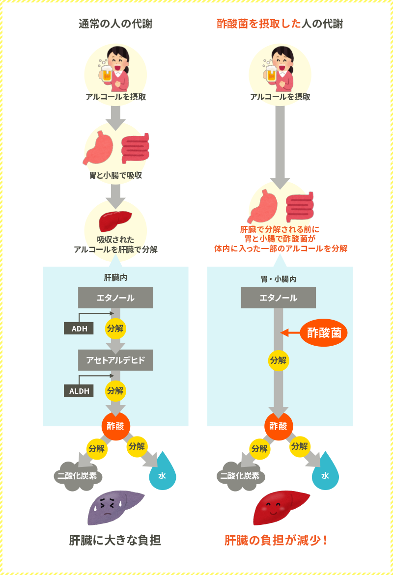 通常の人の代謝と酢酸菌を摂取した人の代謝