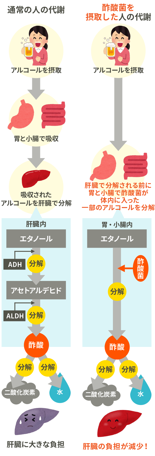 通常の人の代謝と酢酸菌を摂取した人の代謝