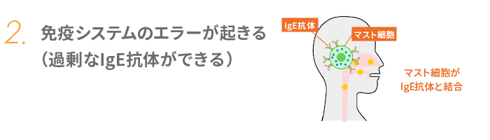 2. 免疫システムのエラーが起きる （過剰なIgE抗体ができる）