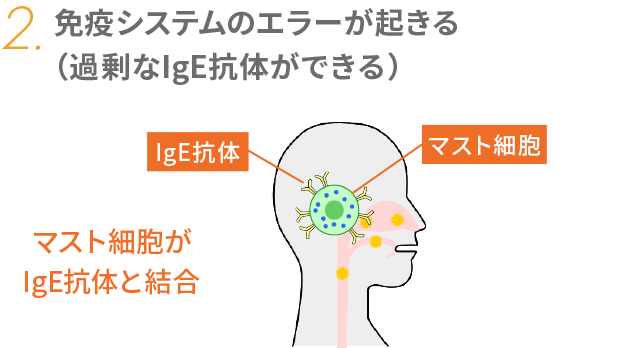 2. 免疫システムのエラーが起きる （過剰なIgE抗体ができる）