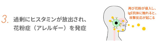 3. 過剰にヒスタミンが放出され、花粉症（アレルギー）を発症