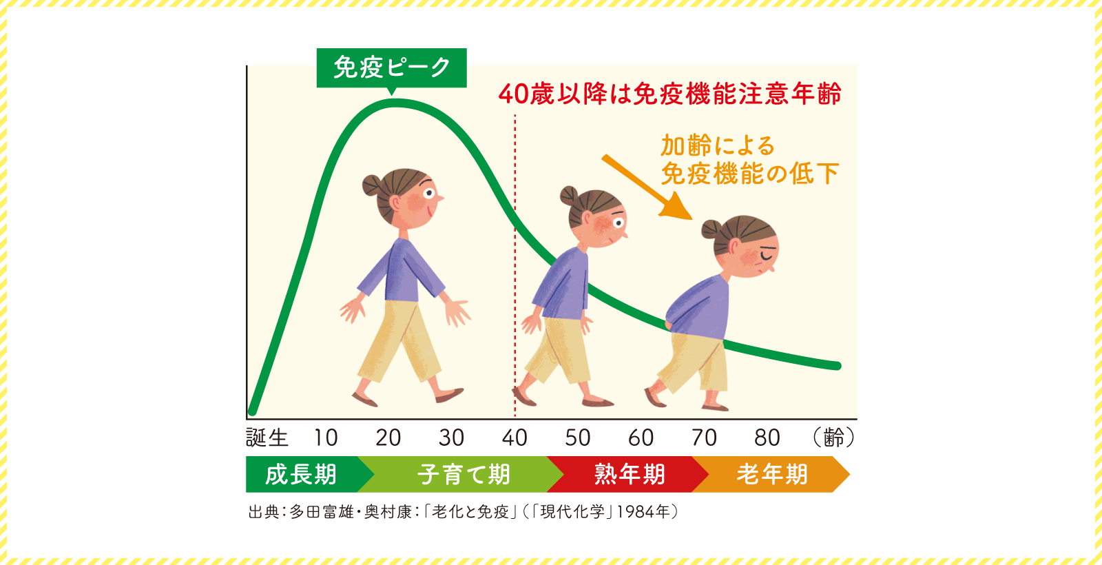 老化と免疫に関するグラフ。40歳以降は免疫機能注意年齢で、それ以降加齢による免疫機能の低下が進む。