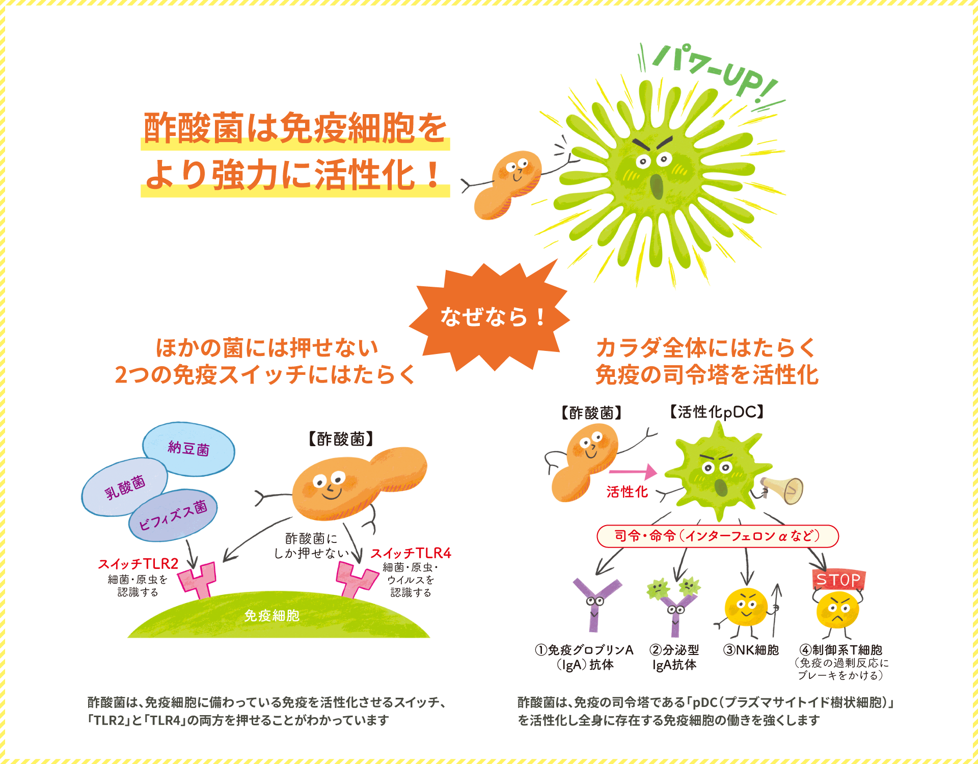 酢酸菌は免疫細胞をより強力に活性化！なぜなら、ほかの菌には押せない2つの免疫スイッチにはたらく + カラダ全体にはたらく免疫の司令塔を活性化