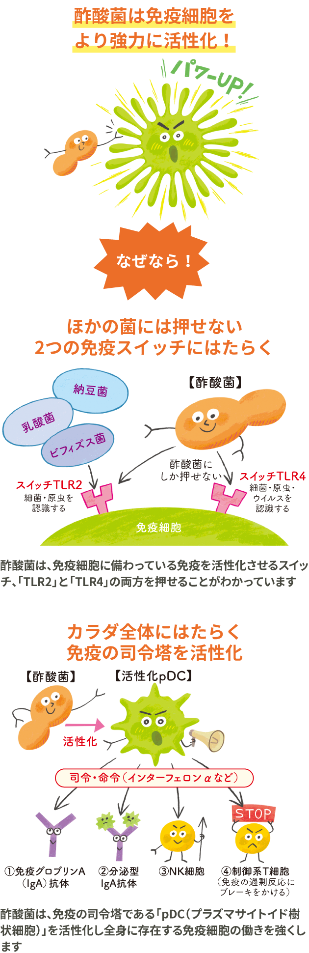 酢酸菌は免疫細胞をより強力に活性化！なぜなら、ほかの菌には押せない2つの免疫スイッチにはたらく + カラダ全体にはたらく免疫の司令塔を活性化