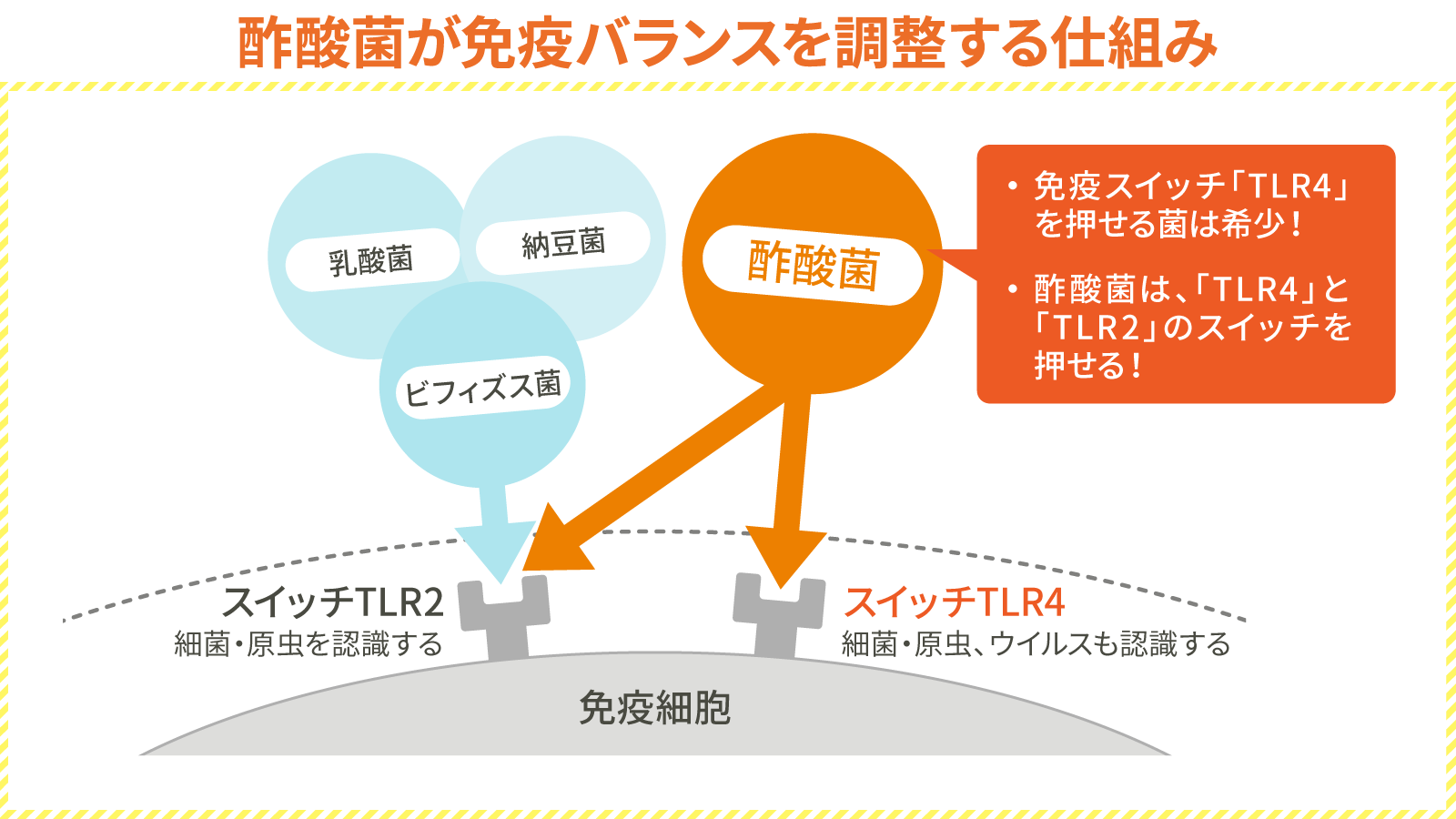 酢酸菌が免疫バランスを調整する仕組み