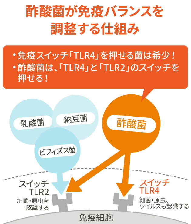 酢酸菌が免疫バランスを調整する仕組み