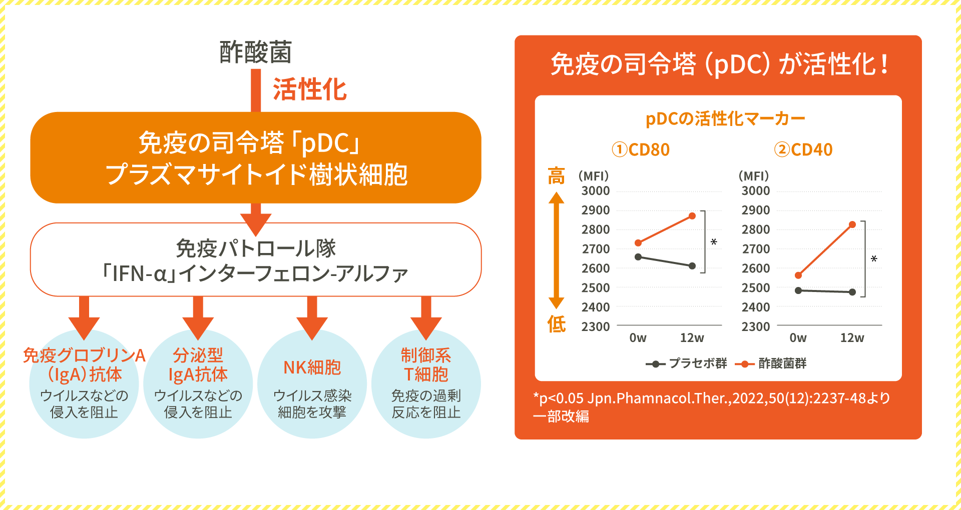 酢酸菌が免疫の司令塔「pDC」を活性化