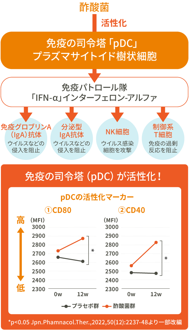 酢酸菌が免疫の司令塔「pDC」を活性化