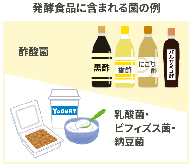 発酵食品に含まれる菌の例